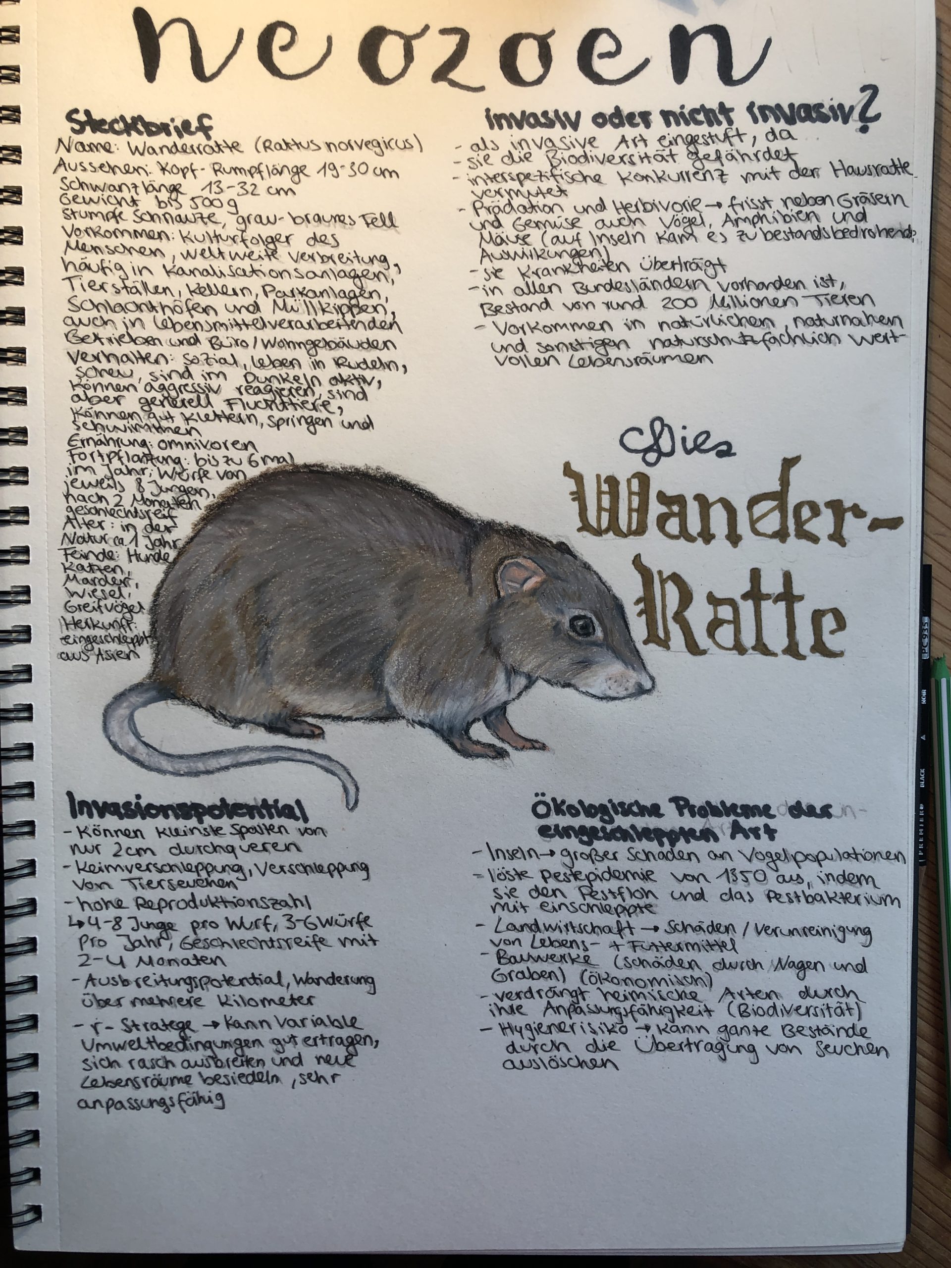 Wanderratte